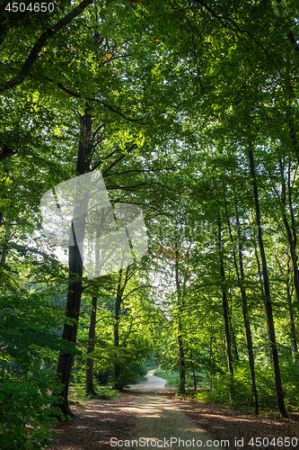 Image of Romantic forest near Aalen