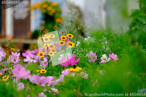 Image of Flowers on a meadow in Aalen