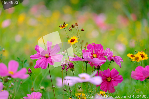 Image of Flowers on a meadow in Aalen