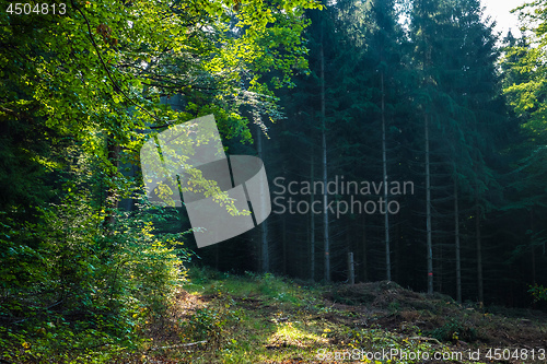 Image of Romantic forest near Aalen