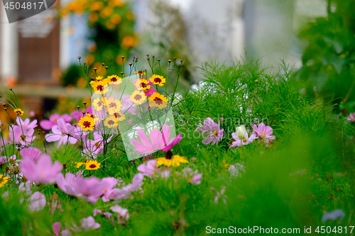 Image of Flowers on a meadow in Aalen