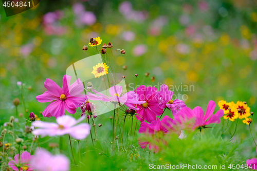 Image of Flowers on a meadow in Aalen