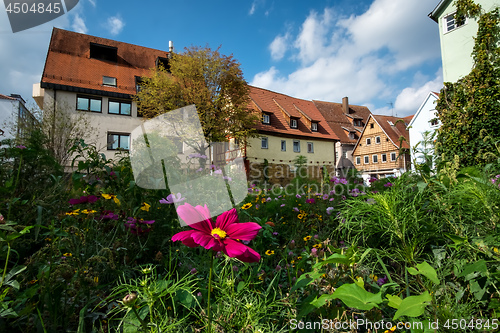 Image of Flowers on a meadow in Aalen