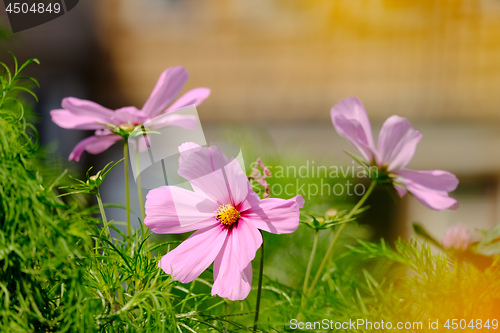 Image of Flowers on a meadow in Aalen