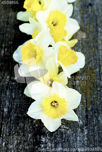 Image of Spring Yellow and White Daffodils