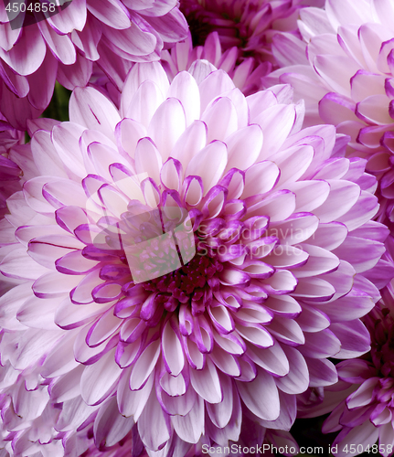 Image of Pink and White Chrysanthemum