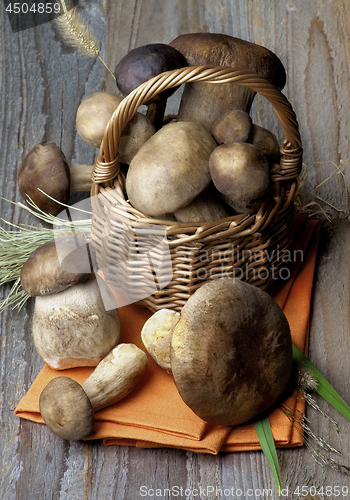 Image of Various Boletus Mushrooms