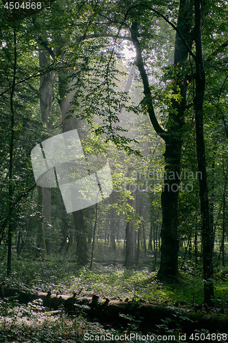 Image of Deciduous stand with hornbeams and oaks