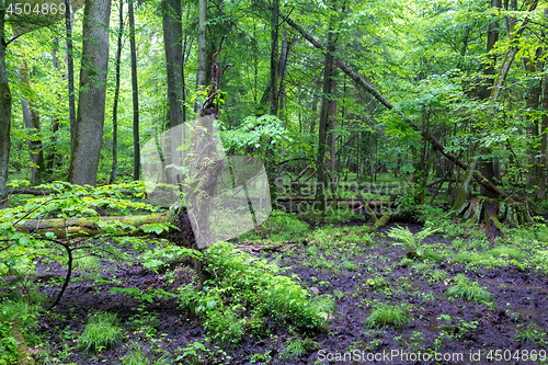 Image of Moss wrapped stump and fern in spring