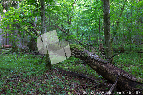 Image of Old oak tree broken lying in spring forest