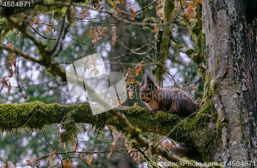 Image of Eurasian Red Squirrel on hornbeam branch