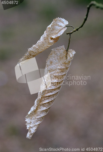 Image of Two dry hornbeam leaves