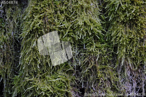 Image of Tree moss close up in spring