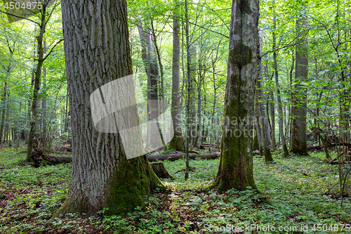 Image of Deciduous stand in morning with oak tree
