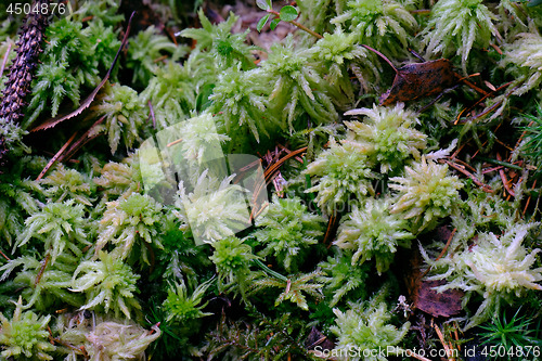 Image of Springtime Peat Moss close up