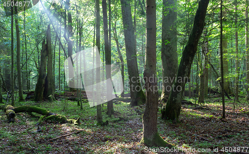 Image of Misty deciduous stand before sunset