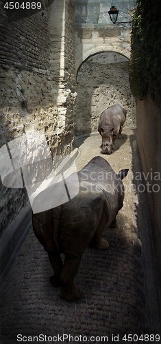 Image of Rhino Street