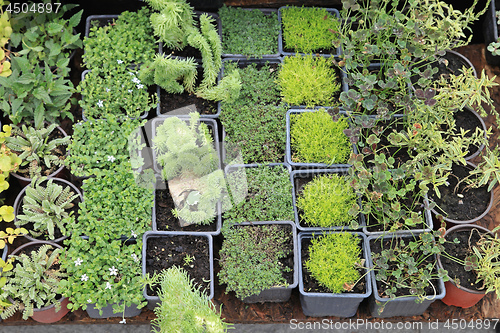 Image of Nursery Plants