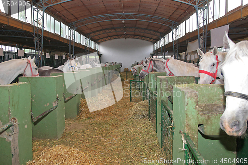 Image of Stable