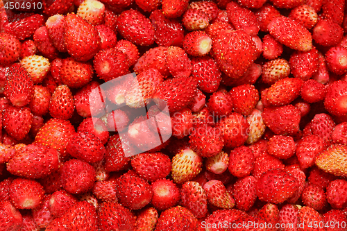 Image of Wild Strawberry