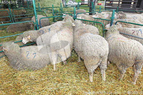 Image of Sheep Farm