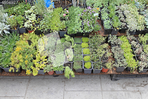 Image of Gardening Plants