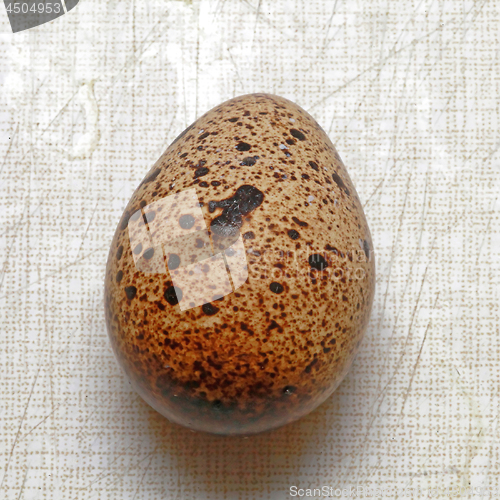 Image of Quail Egg