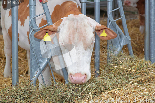 Image of Cow Farm