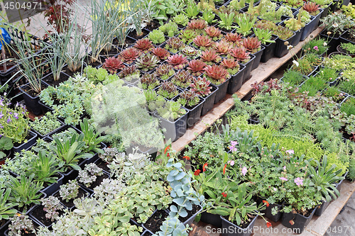 Image of Seedlings Nursery