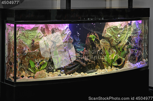 Image of Aquarium