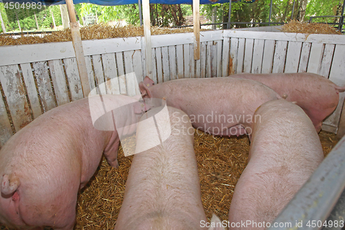 Image of Pigs Farm