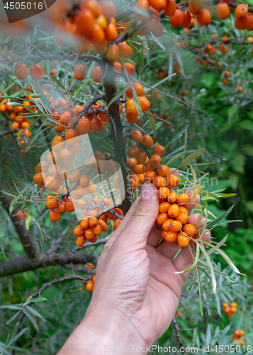 Image of A man\'s hand holds a bunch of juicy orange sea-buckthorn berries in a summer garden