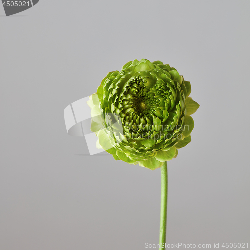 Image of green flower on a gray background