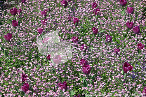 Image of Purple Flowers Garden