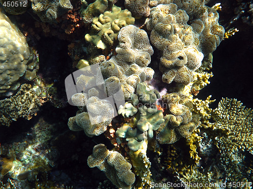 Image of Leathery soft coral