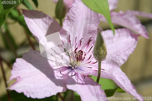 Image of Clematis Mrs Cholmondeley