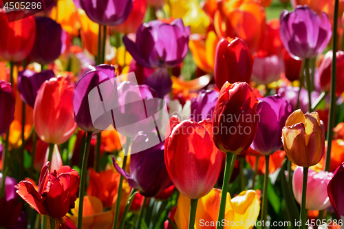 Image of Blooming tulips flowerbed in Keukenhof flower garden, Netherland