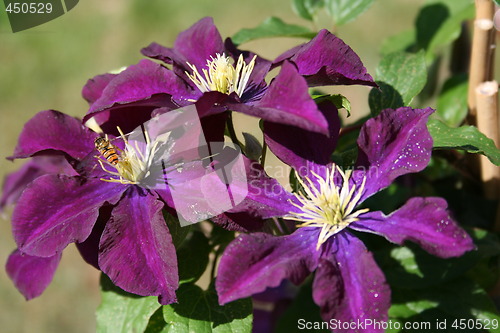 Image of Clematis Warszawska Nike