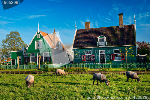 Image of Sheeps grazing near farm houses in the museum village of Zaanse