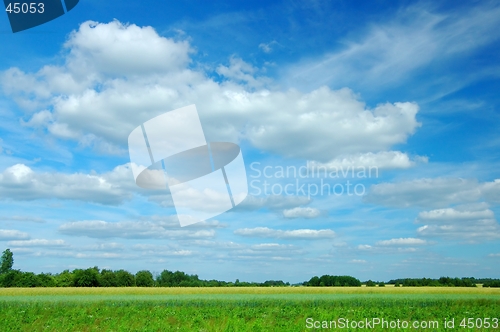 Image of Summer Landscape