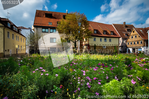 Image of Flowers on a meadow in Aalen