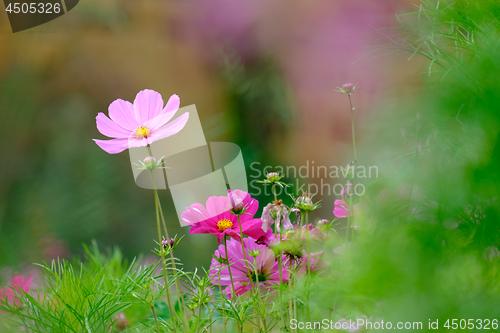 Image of Flowers on a meadow in Aalen