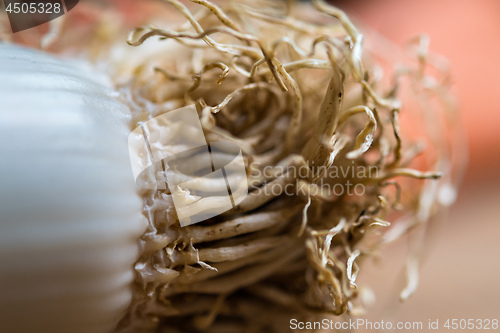 Image of Closeup of fresh leek