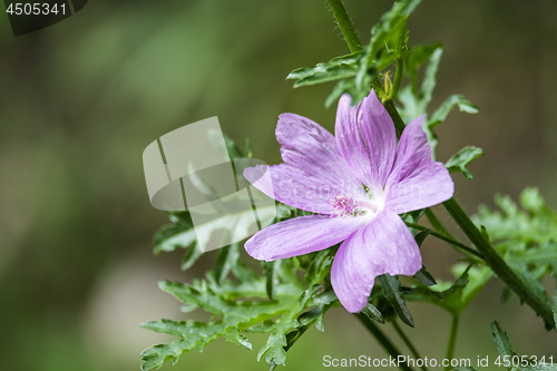 Image of Flowers in Garmisch-Partenkirchen