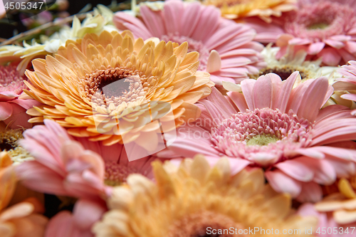 Image of Close-up of bright fresh pink and orange gerberas. Spring concept