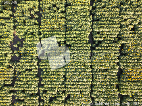 Image of Natural agricultural sunflowers field , aerial view from drone at summer time. Top view.