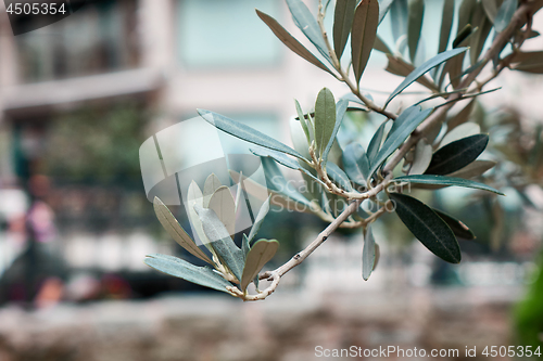 Image of green olive branch