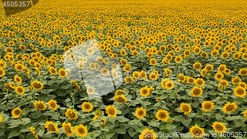 Image of Panoramic view from drone to natural yellow field with sunflowers at summer sunny day.