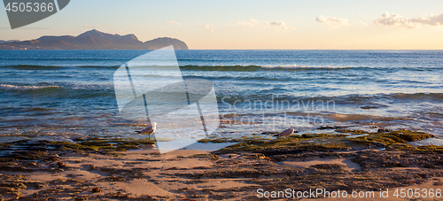 Image of Sunset by the sea with gulls