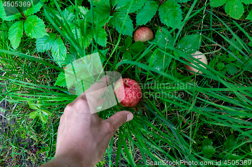 Image of A man\'s hand picks up a ripe apple from the grass in the garden. The concept of a eco-friendly food. Top view